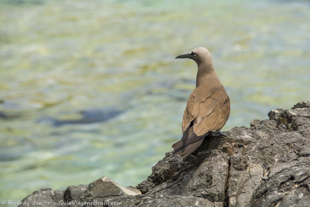 Imagem aproximada de um pássaro acinzentado na Baía dos Pássaros.